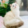 Mèo Ragdoll Bicolor Cái Mã RD214