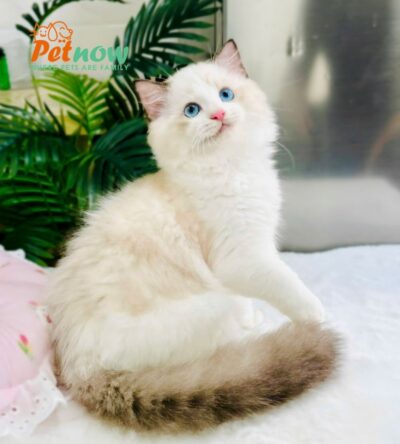 Mèo Ragdoll Bicolor Cái Mã RD214