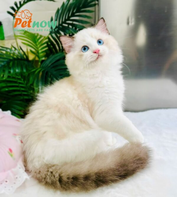 Mèo Ragdoll Bicolor Cái Mã RD214