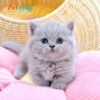 Mèo Anh lông Ngắn Muchkin Màu Lilac Cái Mã AN215