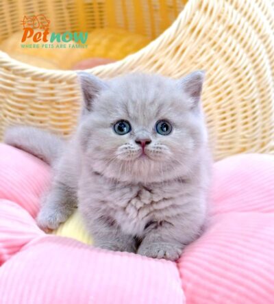 Mèo Anh lông Ngắn Muchkin Màu Lilac Cái Mã AN215