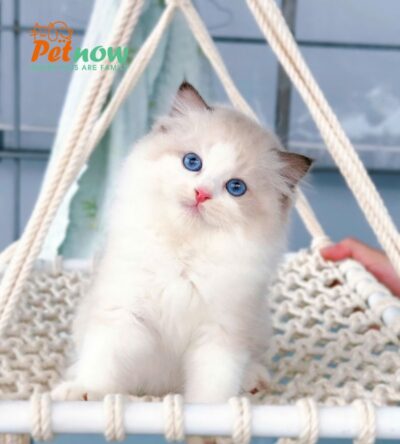 Mèo Ragdoll Cái Màu Bicolor Mã RD216