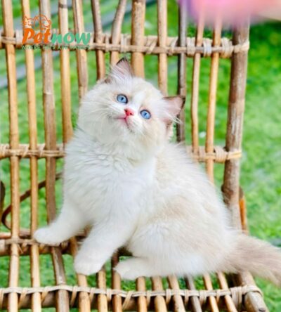 Mèo Ragdoll Đực Màu Bicolor Mã RD217
