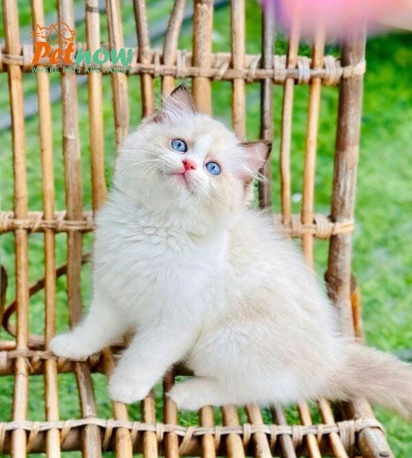 Mèo Ragdoll Đực Màu Bicolor Mã RD217
