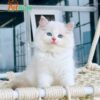 Mèo Ragdoll Đực Màu Bicolor Mã RD218
