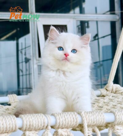 Mèo Ragdoll Đực Màu Bicolor Mã RD218