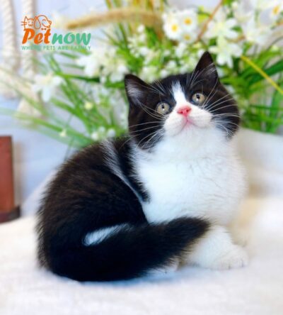 Mèo Anh Lông Ngắn Màu Tuxedo Đen Trắng Đực Mã AN221