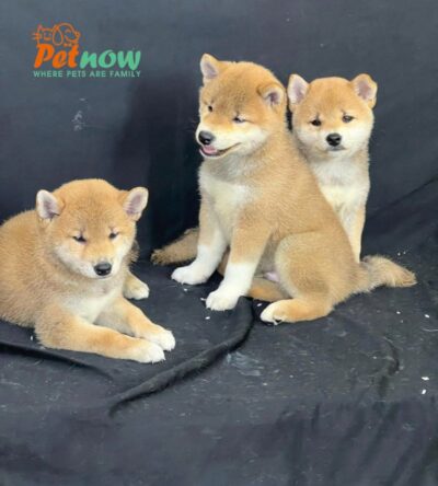 Chó Shiba Mặt Cười Màu Vàng Cái Mã SB285