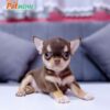 Chó Chihuahua Đực Màu Chocolate Tricolor Mã CH170