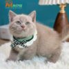 Mèo Anh Lông Ngắn Màu Lilac Cái Mã AN315