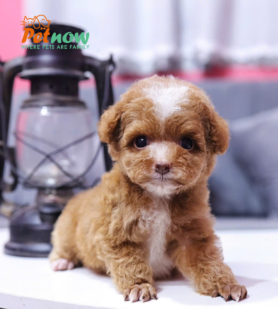 Chó Poodle Màu Nâu Size Tiny Cái Mã PD337