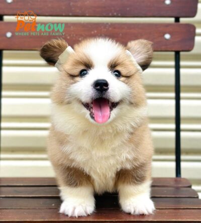 Chó Corgi Lông Dài Màu Bicolor Đực Mã CG352