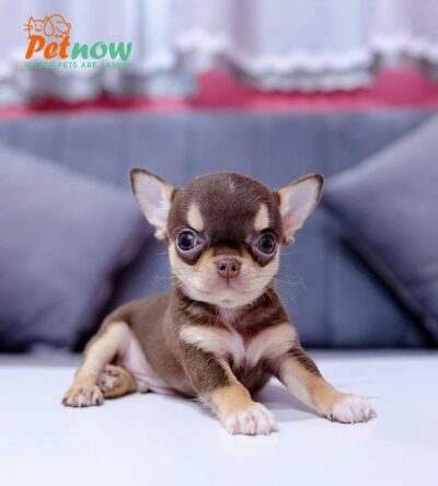 Chó Chihuahua Đực Màu Chocolate Tricolor Mã CH170