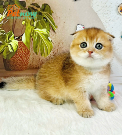 Mèo Anh Lông Ngắn Tai Cụp Scottish Fold Màu Golden Ny11 Mã AN175
