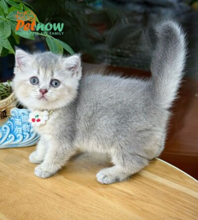 Mèo Anh Lông Ngắn Màu Blue Cái Mã AN224