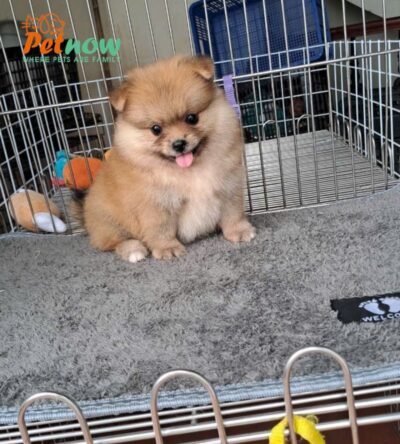 Chó Phốc sóc Màu Vàng Mã PS166