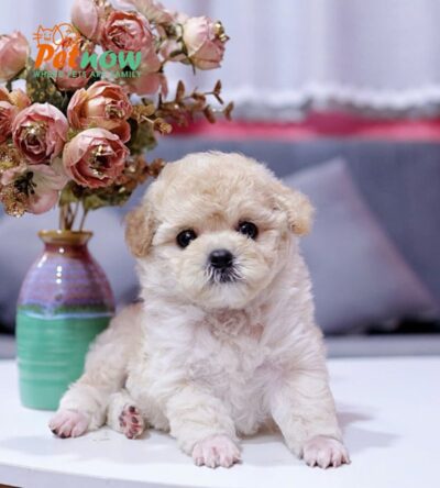 Chó Poodle Màu Mơ Sữa Cái Mã PD225