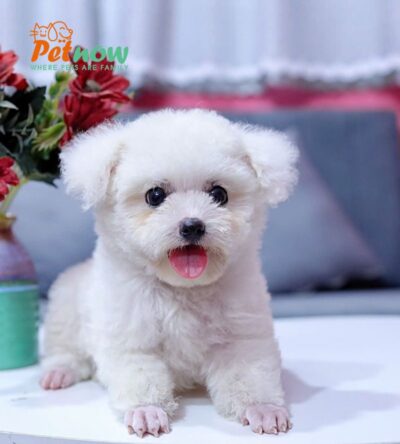 Chó Poodle Màu Trắng Size Tinytoy Cái Mã PD226