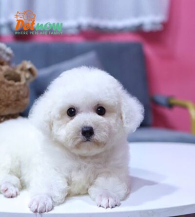 Chó Poodle Màu Trắng Size Toy Cái Mã PD227