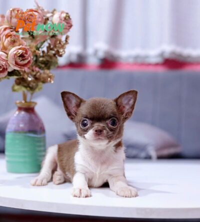 Chó Chihuahua Màu Bichoco Cái Mã CH228