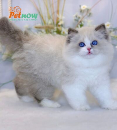 Mèo Ragdoll Nhập Khẩu Trung Quốc Cái Mã RD229