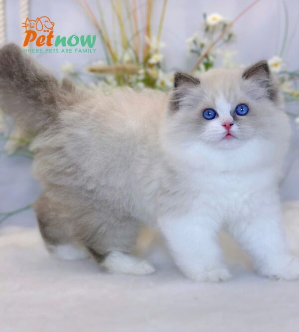 Mèo Ragdoll Nhập Khẩu Trung Quốc Cái Mã RD229