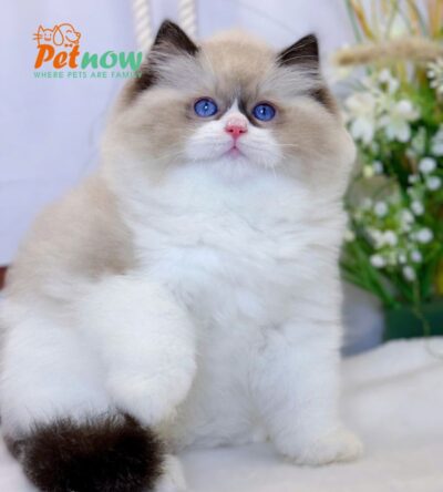 Mèo Ragdoll Nhập Khẩu Trung Quốc Đực Mã RD230
