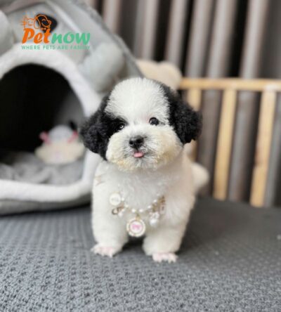 Chó Poodle Bò Sữa Đực Mã PD231
