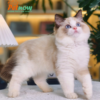 Mèo Ragdoll Cái Trắng Nâu Mã RD207