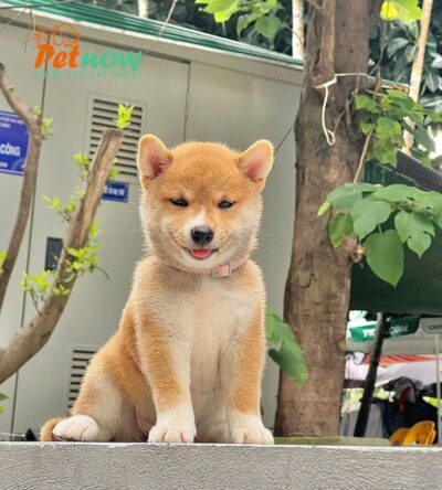 Chó Shiba Mặt Cười Màu Vàng Đực Mã SB286
