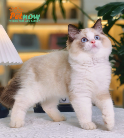 Mèo Ragdoll Cái Trắng Nâu Mã RD207