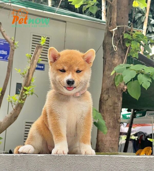 Chó Shiba Mặt Cười Màu Vàng Đực Mã SB286