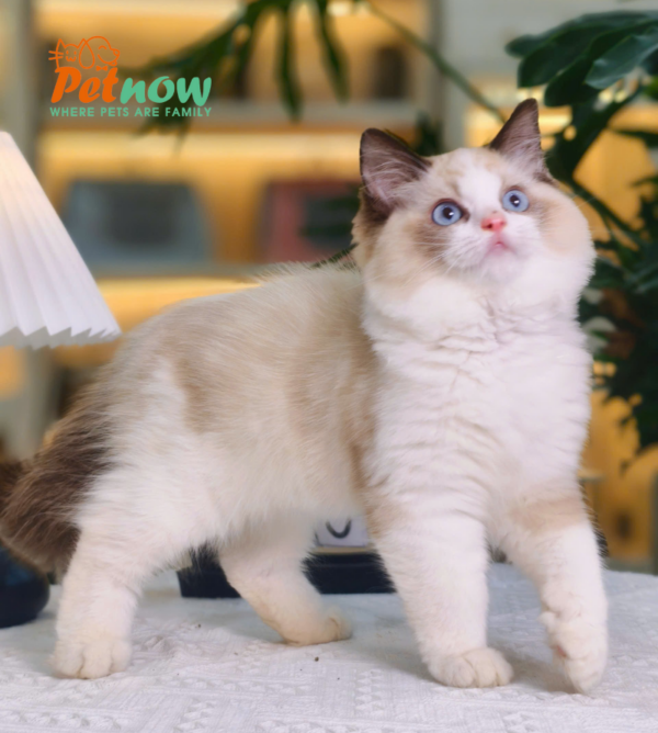 Mèo Ragdoll Cái Trắng Nâu Mã RD207