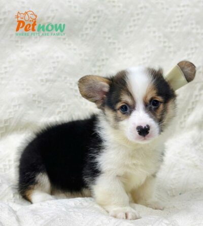 Chó Corgi Màu Tricolor Đực Mã CG353