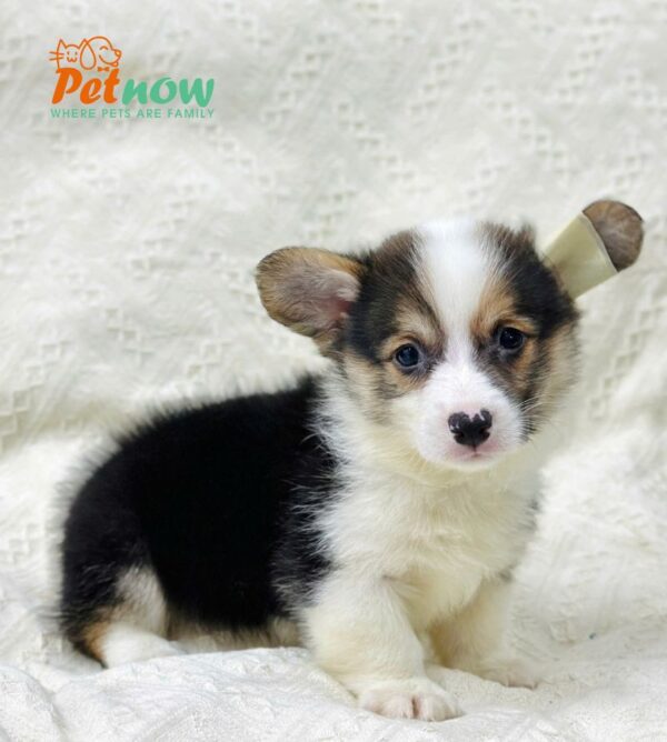 Chó Corgi Màu Tricolor Đực Mã CG353