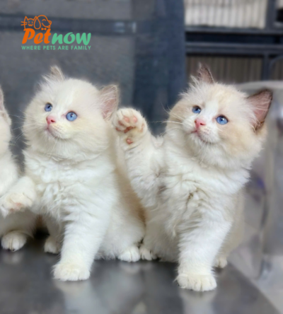 Mèo Ragdoll Màu Xám Trắng Đực Và Cái Mã RD200