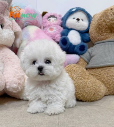 Chó Bichon Teacup Mặt Gấu Siêu Xinh Đực Mã BC234