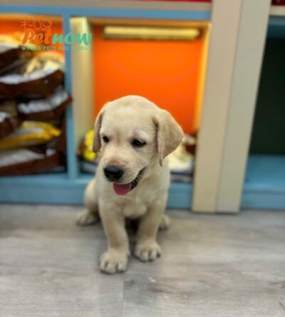Chó Labrador Vàng Kim Đực Mã LB235