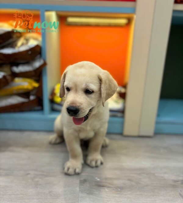 Chó Labrador Vàng Kim Đực Mã LB235