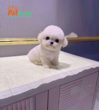 Chó Bichon Mini Cái Màu Trắng Siêu Yêu Mã BC236