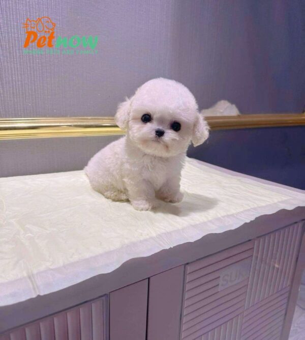 Chó Bichon Mini Cái Màu Trắng Siêu Yêu Mã BC236