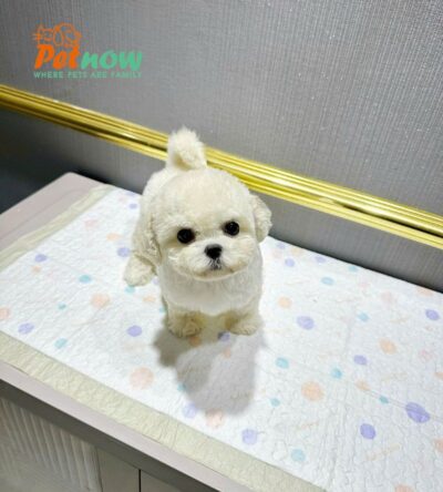 Chó Bichon Mini Size Teacup Màu Trắng Đực Mã BC237