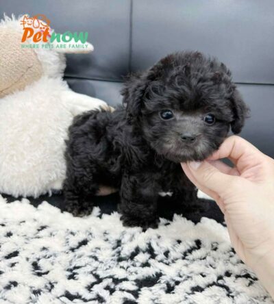 Chó Poodle Size Teacup Màu Xám Cái Mã PD238