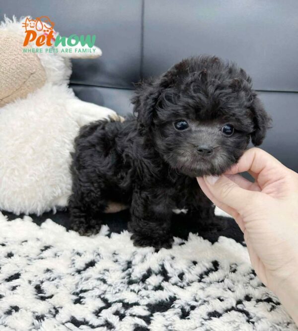 Chó Poodle Size Teacup Màu Xám Cái Mã PD238