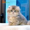 Mèo Anh Lông Dài Munchkin Lông Dài Màu Blue Đực Mã AD239