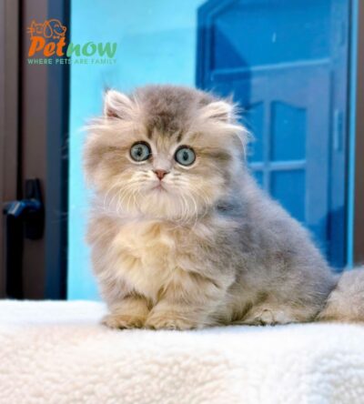 Mèo Anh Lông Dài Munchkin Lông Dài Màu Blue Đực Mã AD239