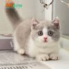 Mèo Anh Lông Ngắn Chân Lùn Màu Bililac Đực Mã AN240
