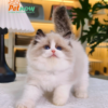 Mèo Ragdoll Màu Trắng Nâu Cái Mã RD208
