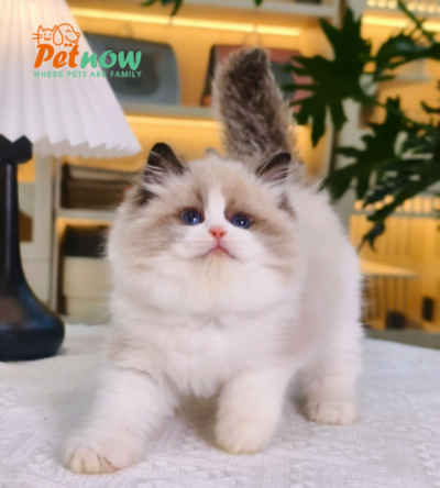 Mèo Ragdoll Màu Trắng Nâu Cái Mã RD208
