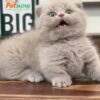 Mèo Anh Lông Ngắn Munchkin Scottish Fold Màu Lillac Đực Mã AN177